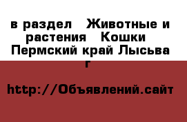  в раздел : Животные и растения » Кошки . Пермский край,Лысьва г.